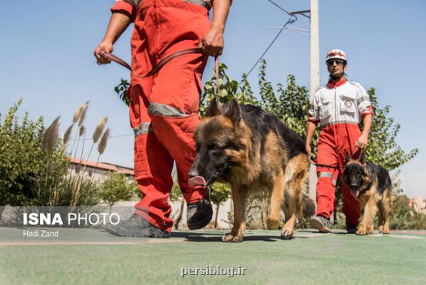 كشف 2 قلاده سگ هلال احمر توسط پلیس