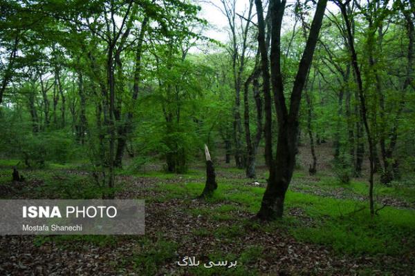 آفات جنگل های ارسباران به صورت مستمر رصد و پایش می شود