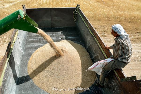 مراوه تپه رتبه نخست خرید تضمینی گندم در گلستان