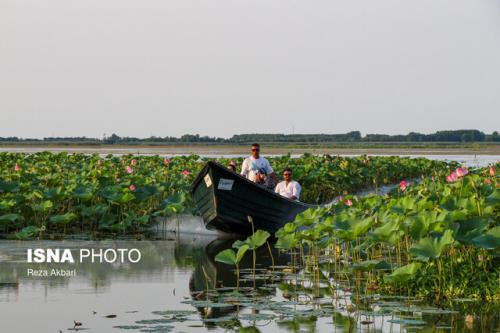 کمک بسیار جوامع محلی برای جمع آوری سنبل آبی در تالاب انزلی