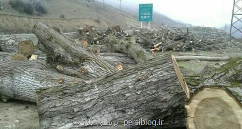 قطع سریالی درختان در آذربایجان شرقی