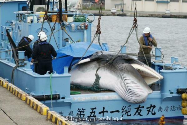 ژاپن تنها كشور در صید تجاری نهنگ ها نیست