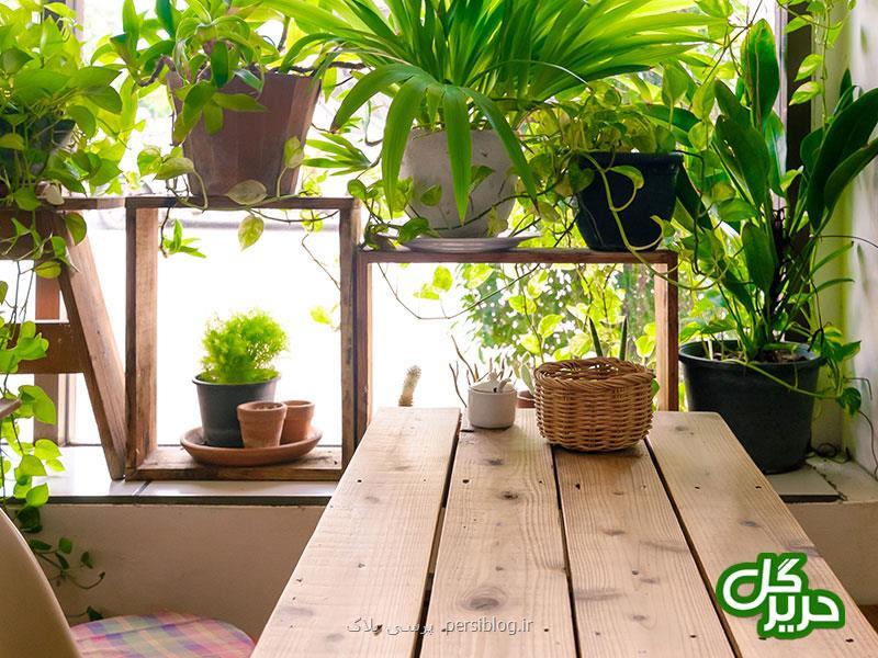 چند ترفند ساده برای زیبا كردن منزل با گیاهان آپارتمانی